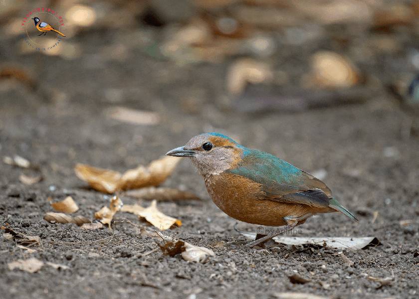 Cat Tien National Park Bird Tour 3 Days